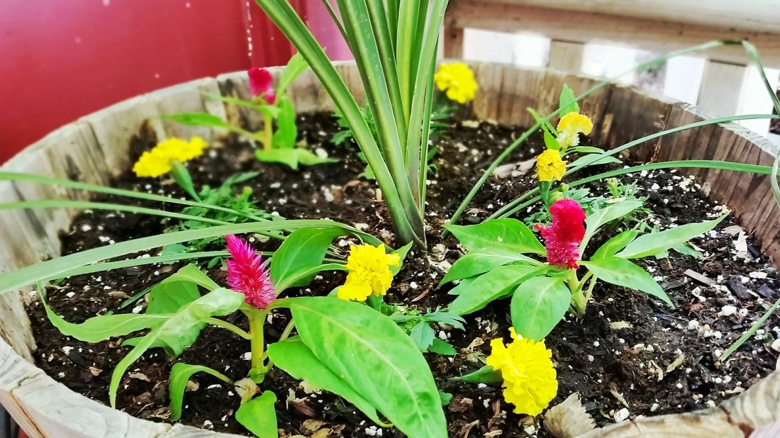 Mixed Potted Plants: Yellow Marigolds, Mixed Celosia, and Spike