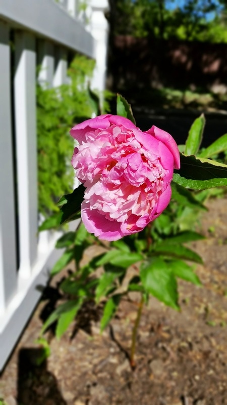 Blooming Pink Peony