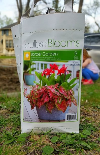 Gardening Bulbs to Blooms