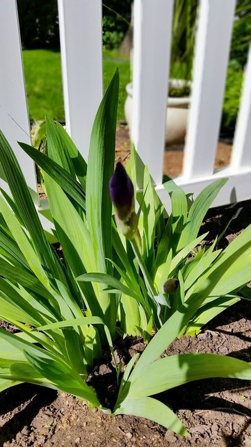 Blooming Purple Iris