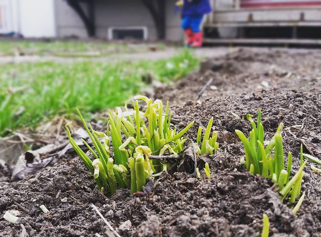 Spring Lily Shoots